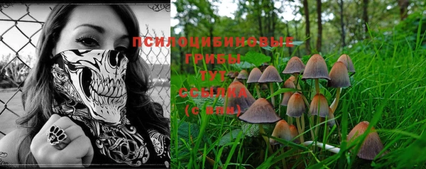 PSILOCYBIN Бородино